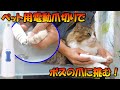 ペット用電動爪切りでボス猫の鋼の爪に挑みました！