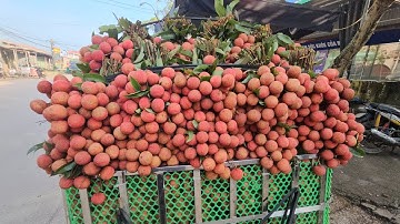 CHÍNH THỨC KẾT THÚC MÙA VẢI THIỀU TẠI TÂN SƠN LỤC NGẠN BẮC NINH