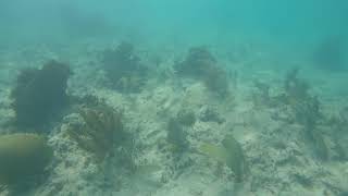 Santa Maria offshore Snorkeling - Melia Buenavista