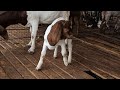 Nimkar Goat farm Phaltan visit Jan 2018 ..... 1 Million watch time ....