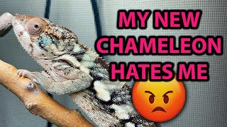 How is my new chameleon doing?