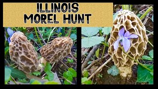 🔥MOREL MUSHROOM HUNTING ILLINOIS🔥good habitat, #morelmushrooms, #foraging, #morelmushroomhunting