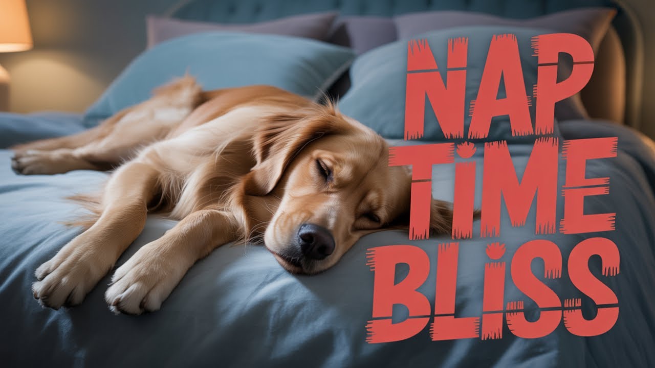 12 Hours of Corgi Calming Music 🐶 Deep Sleep Sounds for Dogs 💖 No Ads