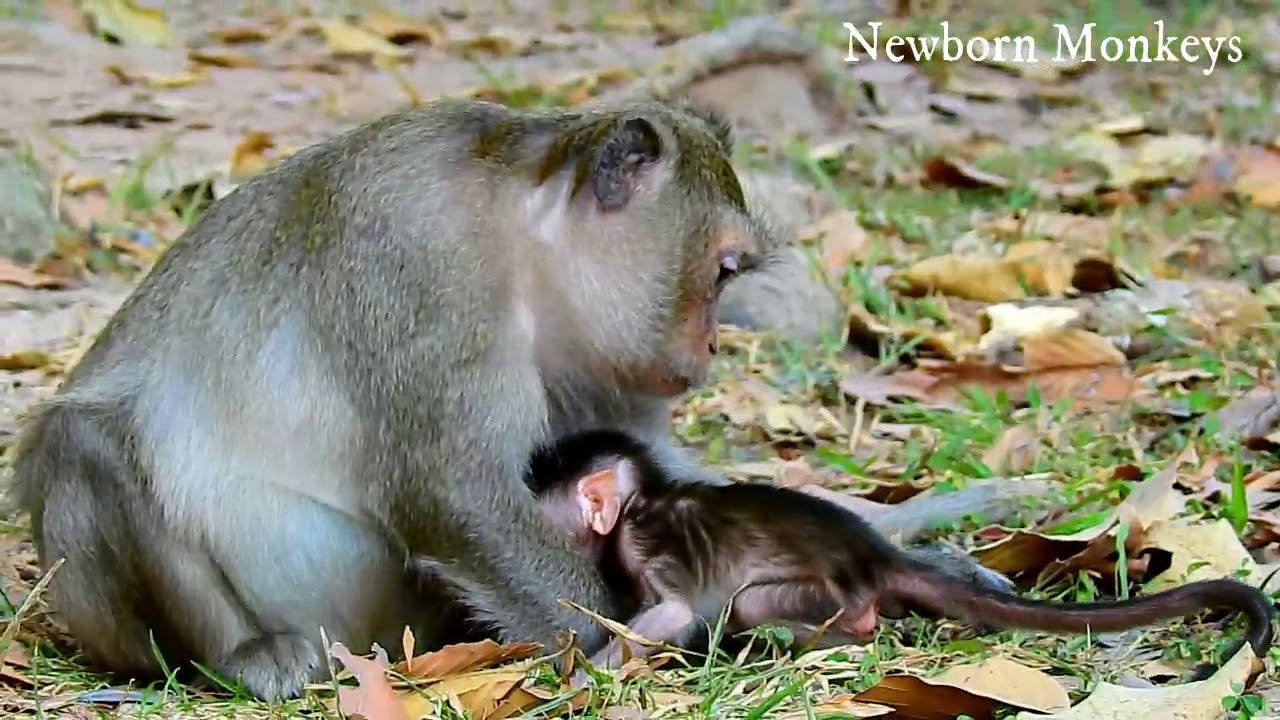 Good Job! New Baby Dustin Learn Walk First Time | Adorable Baby Monkey Dustin