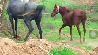 Horse Mating Donkey - Donkeys Breeding - Animals Mating Compilation 2024