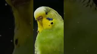 Abe Yar New Sms Ringtone Funny Ringtone Alarm Ringtone Call Ringtone Notification Ringtone 2022