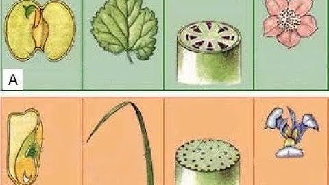 Diferenças básicas entre Angiospermas Monocotiledôneas e Eudicotiledôneas