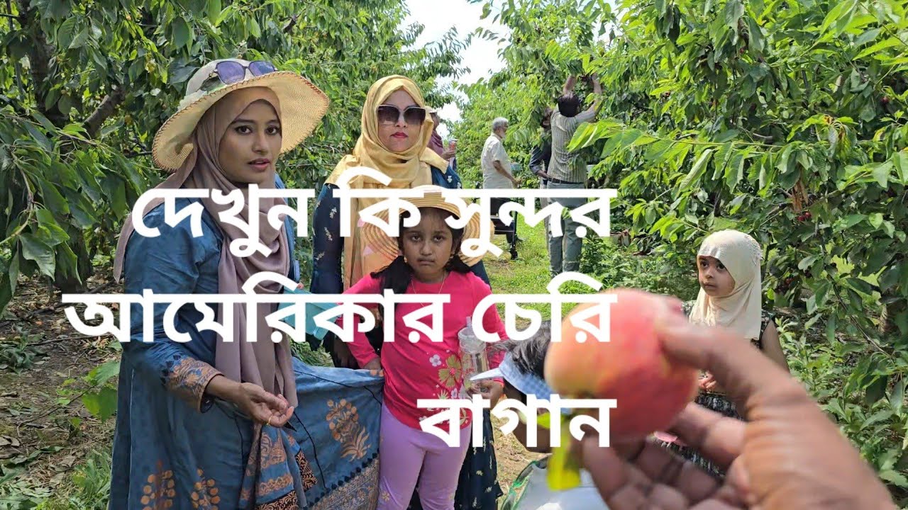 আমেরিকার নিউইয়র্কে মুগ্ধ হওয়ার মতো অসাধারণ সুন্দর চেরি বাগান