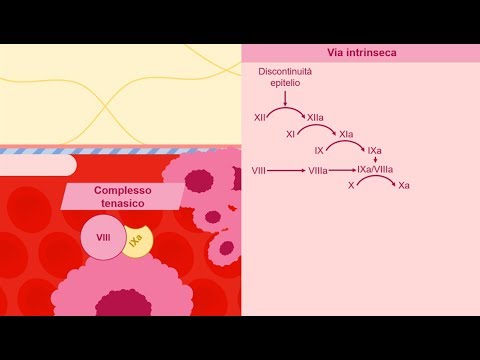 Video: Quando la protrombina viene convertita in trombina?