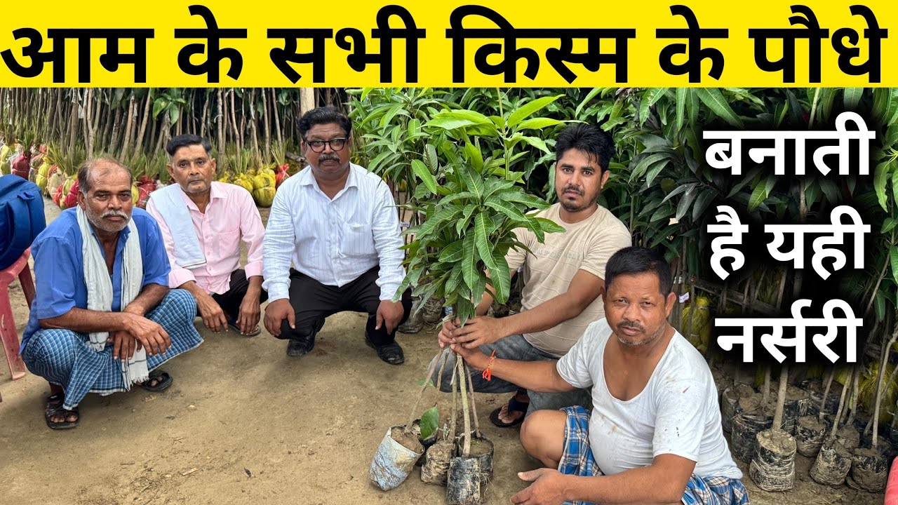 आम के सभी क़िस्मों के पौधे बनाती है यह नर्सरी | देश की सबसे बड़ी आम की नर्सरी | Mango Nursery