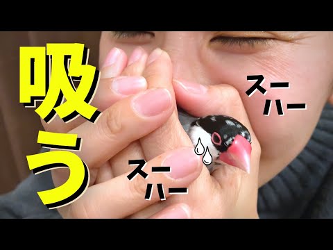 人間に慣れ過ぎてしまった文鳥の末路...Java sparrow