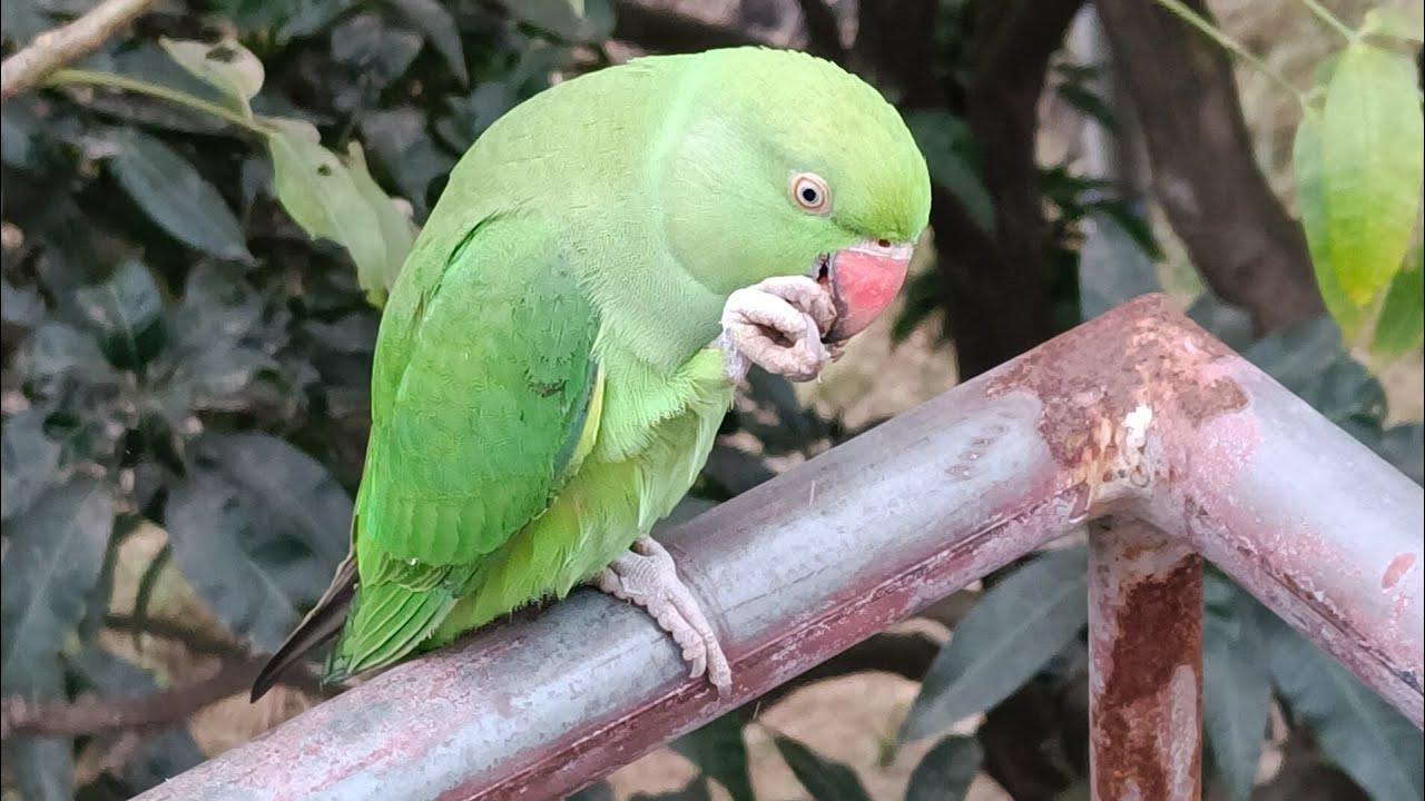 flying Tame Parrot - YouTube