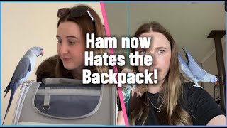 Ham now HATES the backpack!