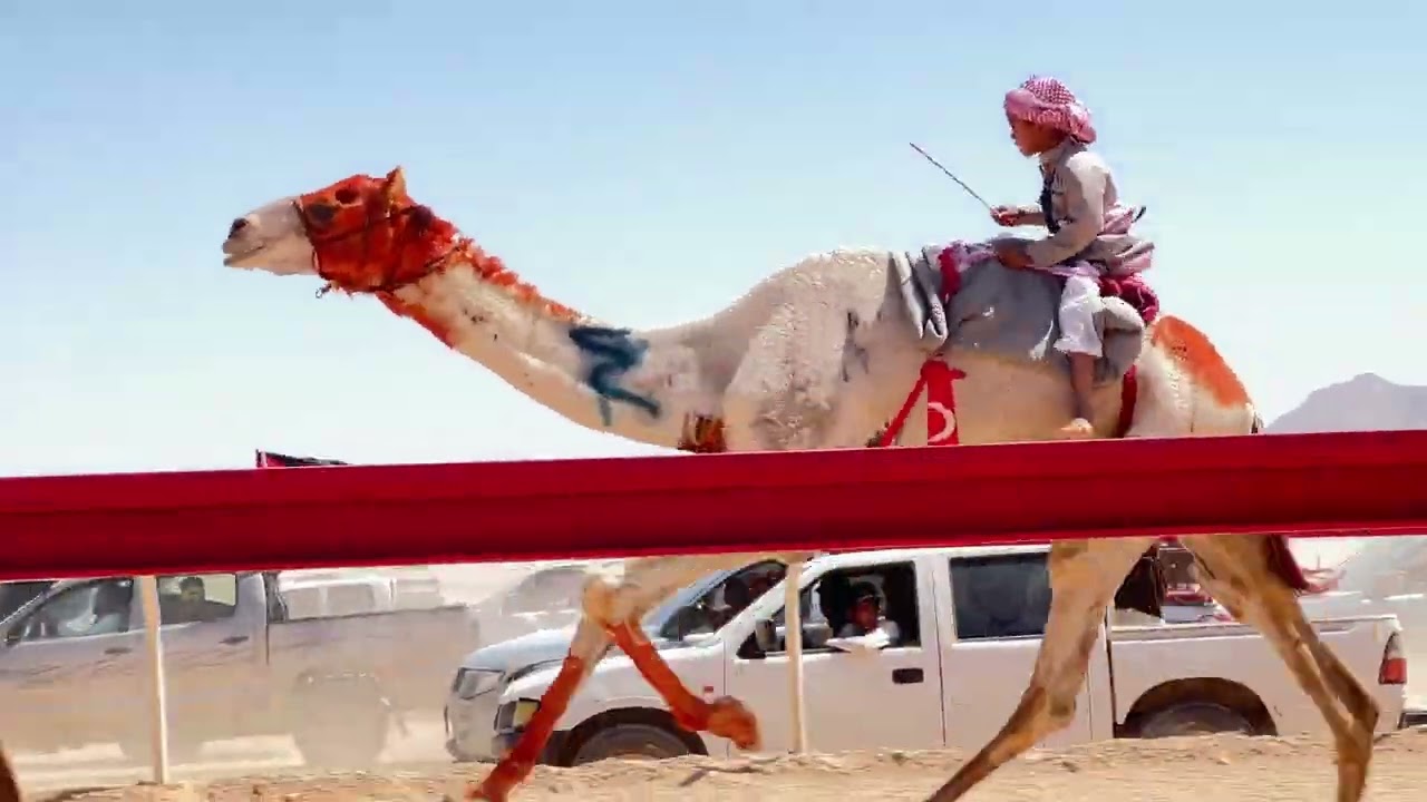 ش٢ هجانه (الراكب البشري). (مهقوي ) محمد مسيب القواشمه. سيف سمو ولي العهد