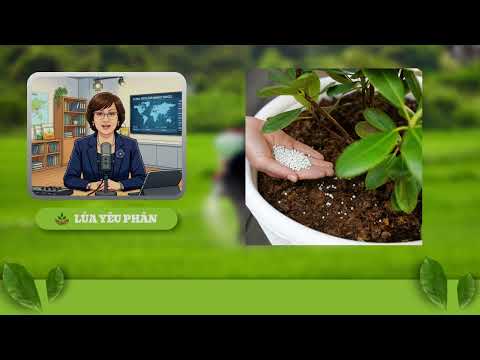 Phân bón thế giới 10/10/2026- thầu Ấn như gáo nước lạnh làm đóng băng thế giới phân bón urea
