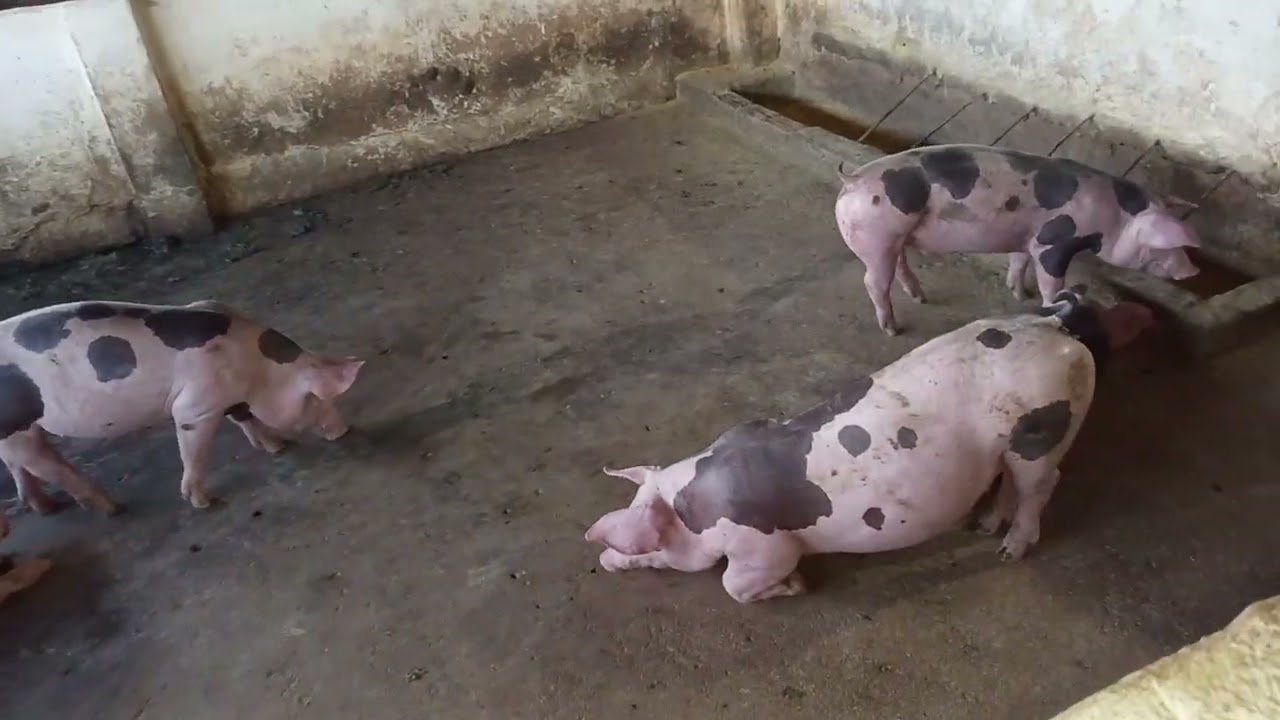 Criar com ração balanceada e bom demais 