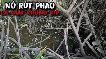 Tập 193 - Câu Cá Rô, Cá Trê Sông Trúng Khu Cá Bự Cỡ Này Giật Mới Đã