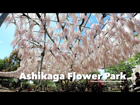 Video: Japanese flowers (photo). Tunnel of flowers in the Japanese garden 