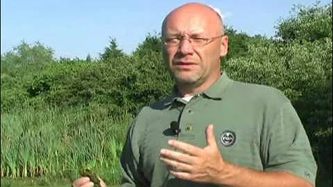 Duckweed And Algae Problems In Ponds