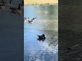 Ducks swimming in the lake #ducks #animals
