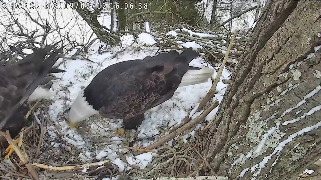 bald eagles in wisconsin 2019 02 12 4:02 pm - Surrey Reserve - North Cam