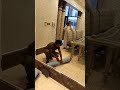 Reflex Associates and construction company Decor siling work electrician paint in Dehradun