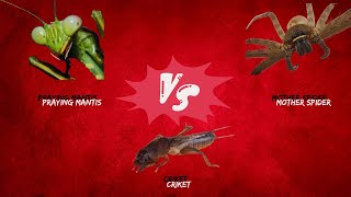 Praying Mantis Battles Mother Spider and Cricket in EPIC SHOWDOWN ⚔️ #prayingmantis #spider #cricket