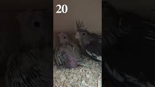 Как Растёт Птенец-Попугай От 1 До 33 Дня