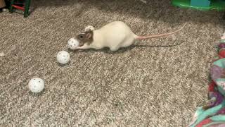 My Smart Pet Rat Pistachio Is Learning Scent Work