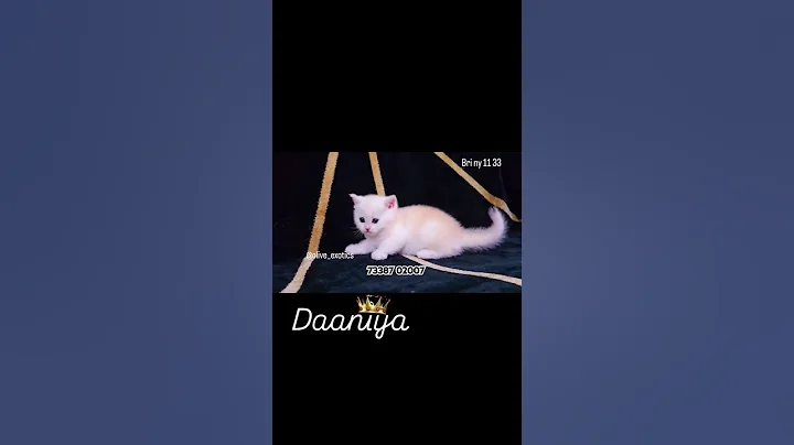 Video 8414961: britishshorthair funny pets catlover, britishshorthair funny pets kitten, britishshorthair pets funny cats