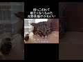 抱っこされて眠たくなっちゃった元野良猫がかわいい【元野良猫ピースケ】 #shorts #初老夫婦とねこ #元野良猫 #ピースケ