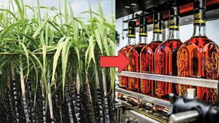 How Rum is Made From Sugar Cane - Caribbean Spirits Production - How its Made Wealth
