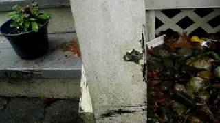 Download May1 2010 007.AVI