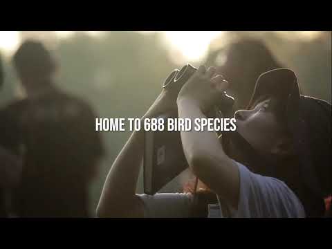 BIRDS OF BORNEO