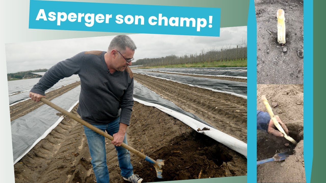 Le champ des asperges