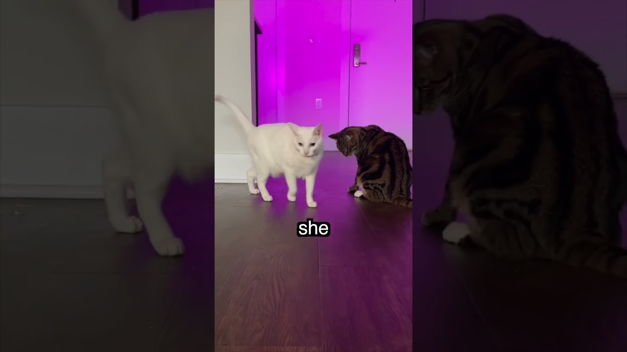 My Cat Tries Catnip Bubbles