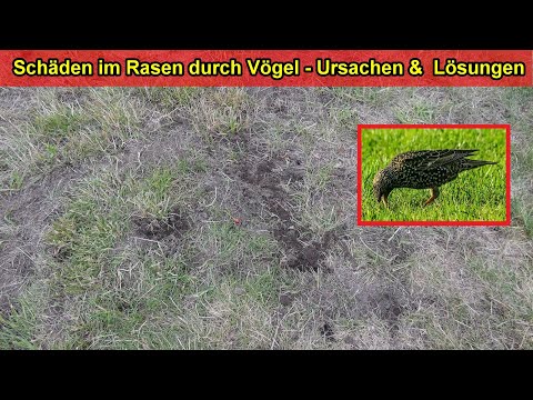 Video: Vögel graben Löcher in Rasenflächen: Wonach graben Vögel im Gras?