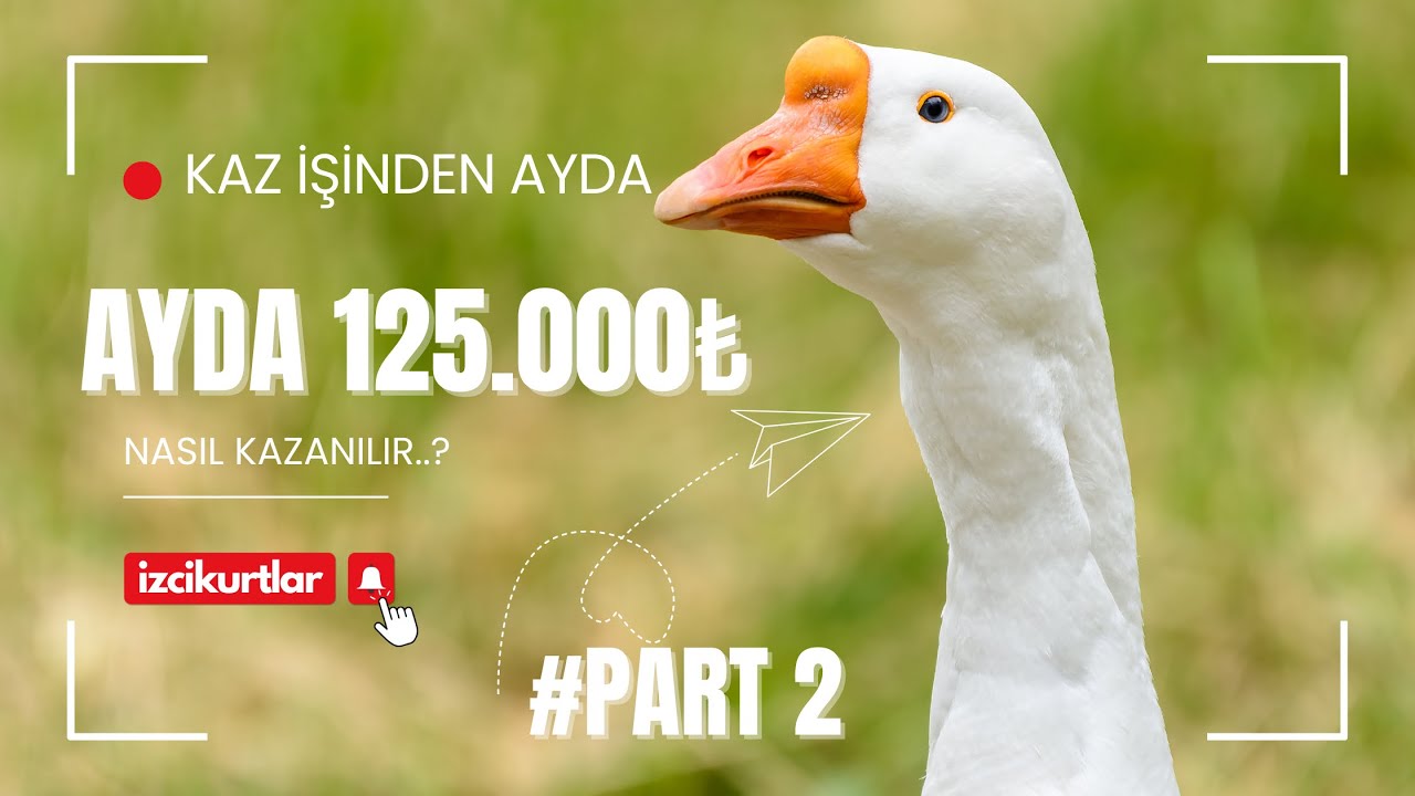 Kaz işinden ayda 125.000 TL nasıl kazanılır.  