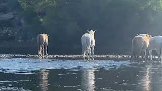 Sunday, August 21, 2022 at 6:00 AM. Salt River, Arizona. 650cfs.