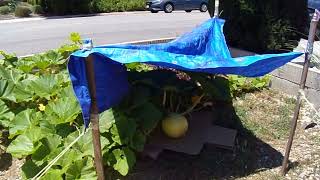 One Pumpkin Started for 2023 Wealth