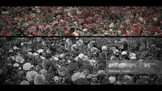 Roja Poothotam Kadhal Vasam