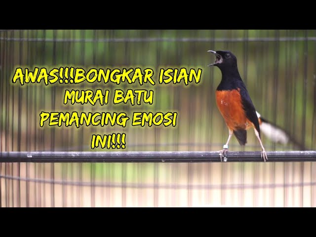 100% MURAI BATU BISU LANGSUNG EMOSI DENGAN TEMBAKAN MURAI BATU GACOR INI!!! class=