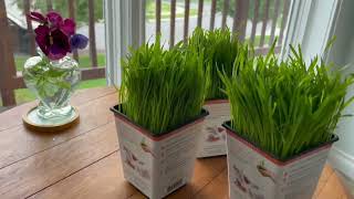 The Secret to Growing the Best Cat Grass Your Feline Friend Will Love | Pet Greens by Bell Rock
