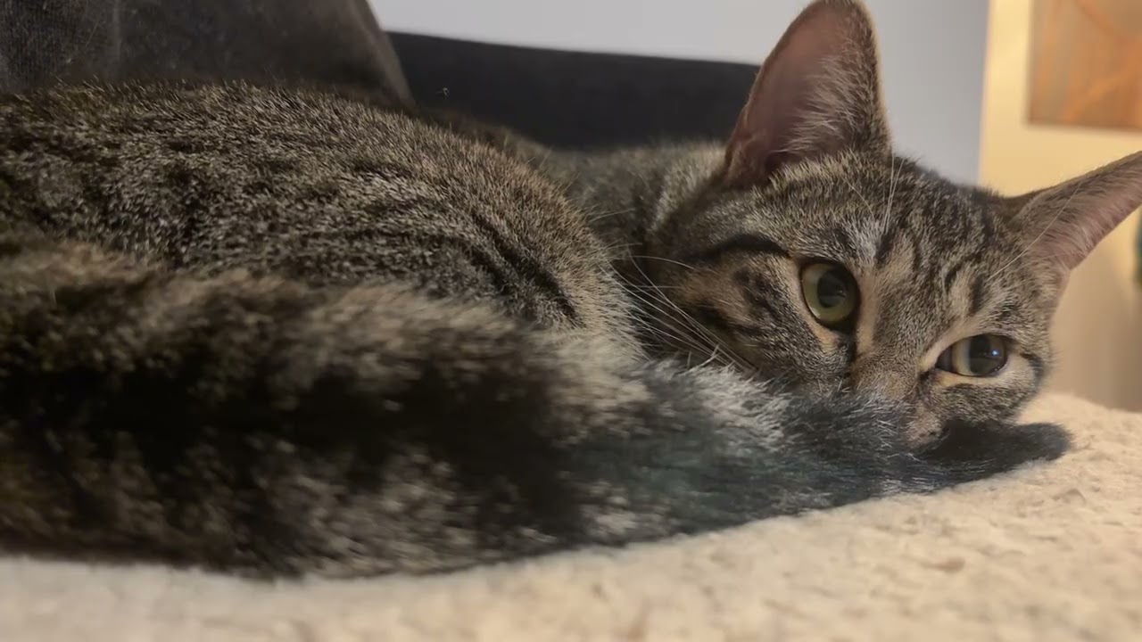 Chat qui dort🐈🤩❤️😻🫶✨