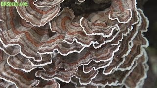 Turkey tail mushrooms, Trametes versicolor, Look at this beautiful mushroom growing!