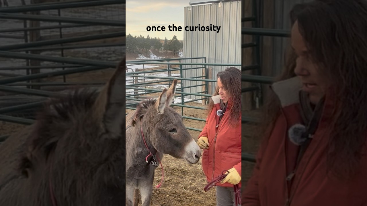 Taming a Wild Donkey (and the Techniques I Learned)