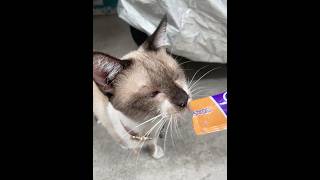 Crunchy Cuteness: Relaxing Cat Feeding Time #cat #kittens