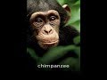 مشاهدة فيلم Chimpanzee 2012 HD مترجم   EgyBest