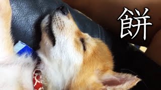 子犬のほっぺはよく伸びる