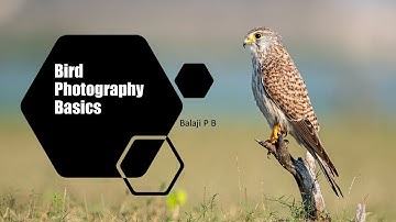 Basics of Bird Photography
